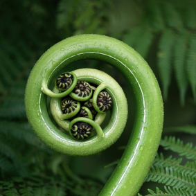 fern
